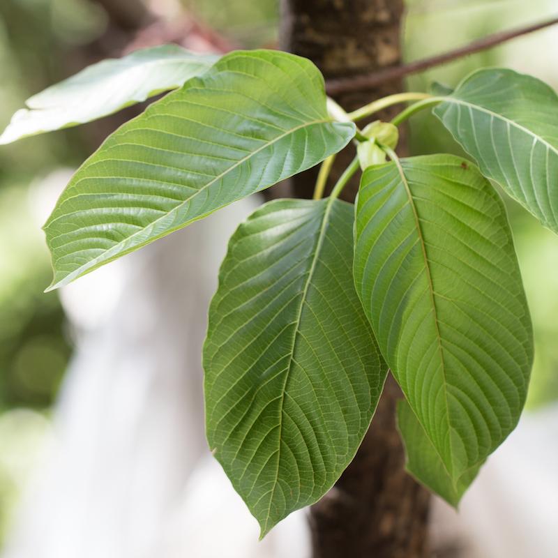 The industry's lack of standardized production practices and regulations further complicates kratom addiction and safety.