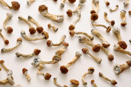 Psilocybin mushrooms, commonly known as "magic mushrooms," are hallucinogens that can cause profound alterations in mood, perception, and consciousness.
