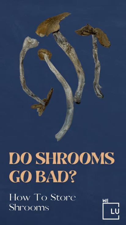  Shrooms are reported to offer medical benefits such as reducing anxiety and depression. But how to sober up from shrooms? And how long do shrooms high last? Unfortunately, there is no "off switch" to hallucinogens' tripping.
