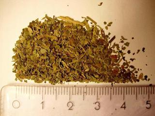 Image of dried salvia. When ingested, salvia hallucinogens can produce intense visual and auditory hallucinations and altered perceptions of time, space, and reality.