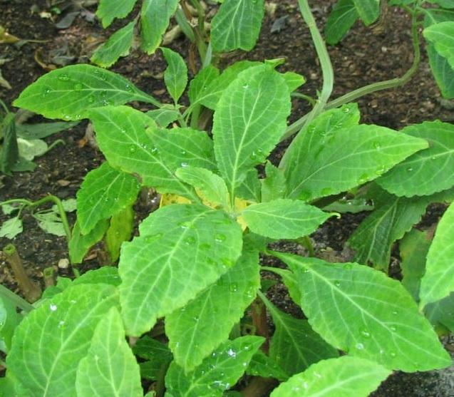 Smoking salvia, a potent hallucinogenic plant, has gained popularity recently, especially among the younger generation. However, many are unaware of the potential dangers associated with salvia smoking. 